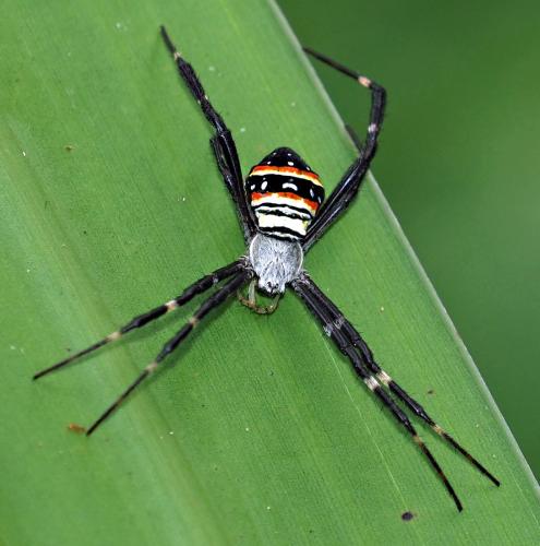 Argiope caledonia